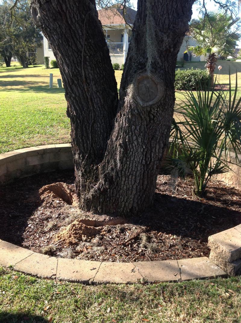 Declining Oak due to Construction Damage