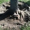 Roots inspected and pruned
