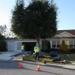 A Live Oak lifting a driveway.