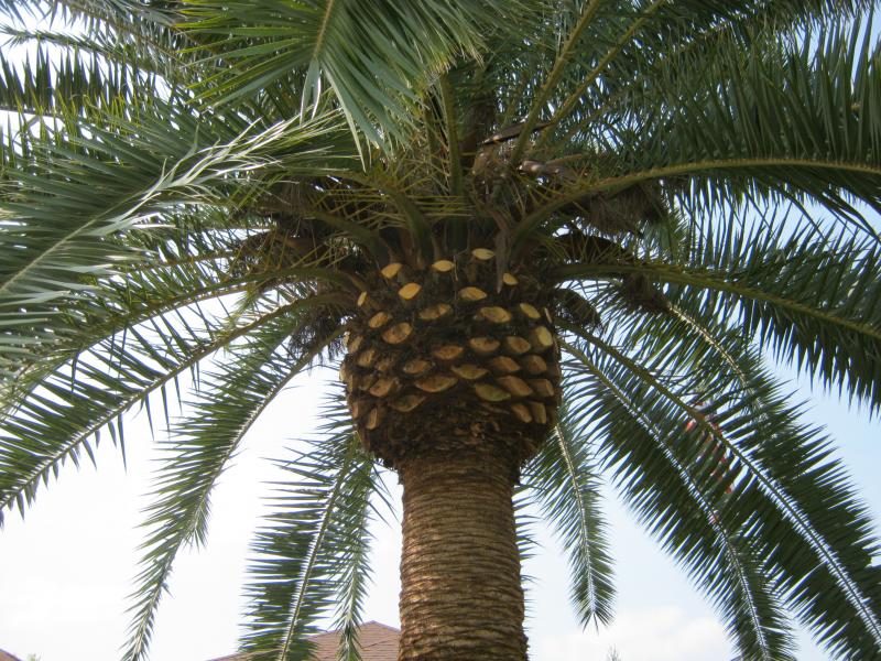 Proper Pruning of a Canary Island Date Palm.