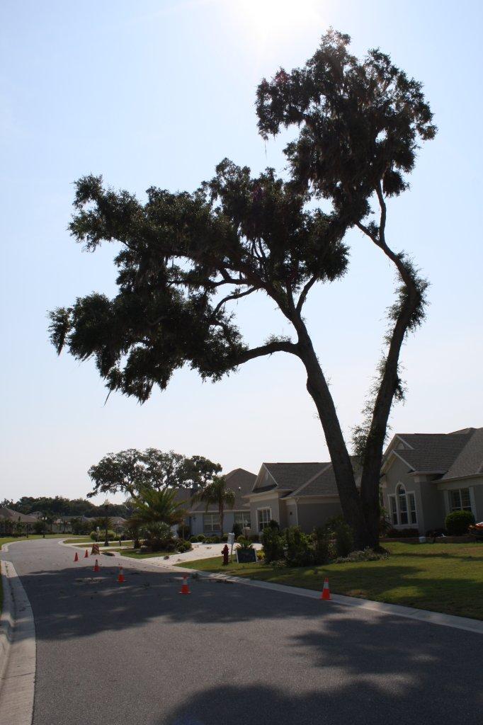 This 100+ year old Live Oak was removed due to improper pruning.